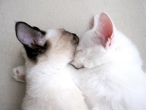 审判夜,当戈贝尔在进攻端化身死神,爵士的蜕变让广厦无处可逃